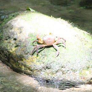 Freshwater crab ID