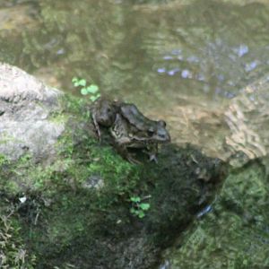 Frog ID
