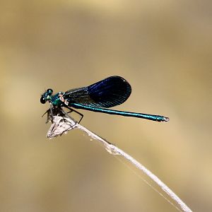 Calopteryx splendens - male