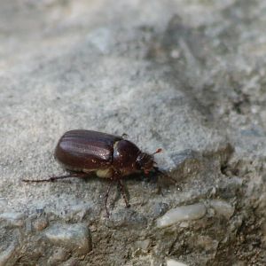 Beetle ID
