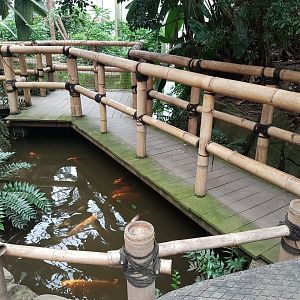 Bridge over koi-pond