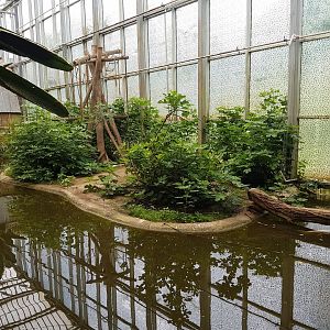 Gibbon indoor-enclosure