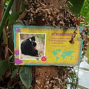 Sign White-cheeked gibbon
