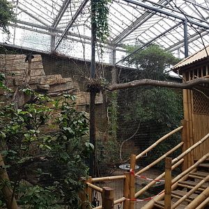 Hornbill - pheasant aviary