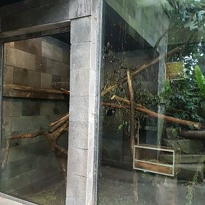 Tree-shrew - clouded rat enclosure
