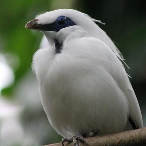 Bali myna