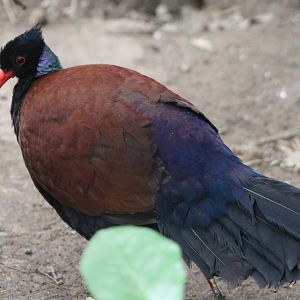 Bronze-necked pheasant-pigeon