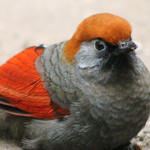 Red-tailed laughing-thrush