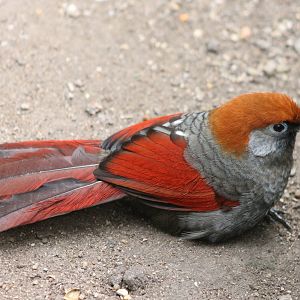 Red-tailed laughing-thrush