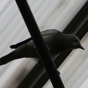 White-shouldered starling
