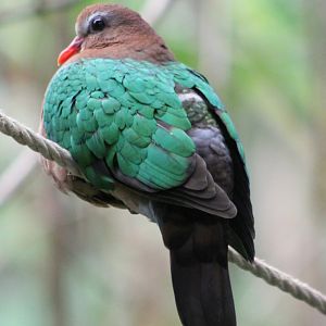 Emerald dove
