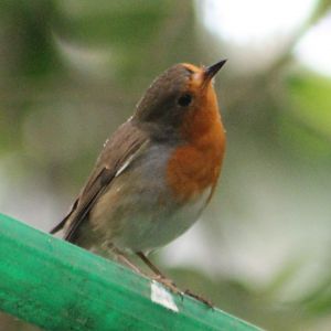 Eurasian robin