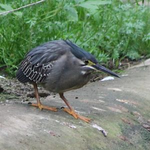 Green-backed heron