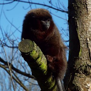 Red Titi Monkey