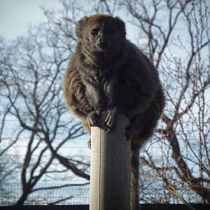 Alaotran Gentle Lemur