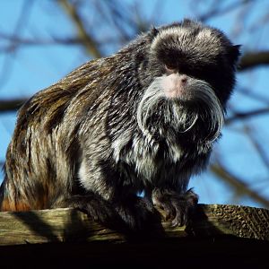 Emperor Tamarin