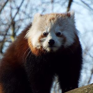 Red Panda