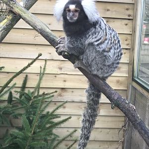Common marmoset 170219