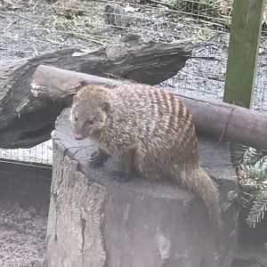 Banded mongoose 170219
