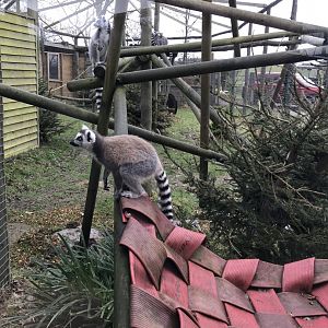 Ring-tailed lemur enclosure 170219