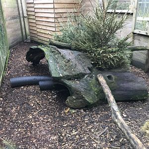 Egyptian mongoose enclosure 170219