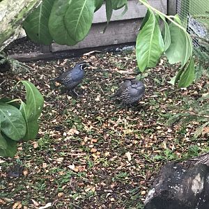 California quails 170219