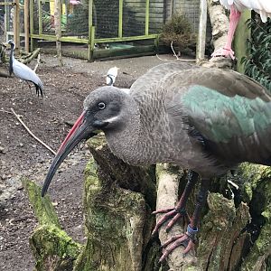 Hadada ibis 170219