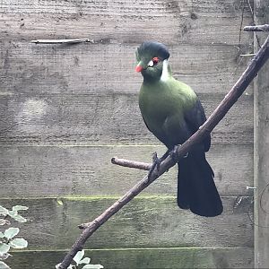 White-cheeked turaco 170219