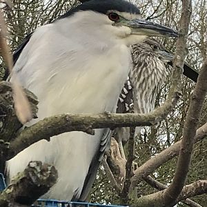 Black-crowned night heron 170219