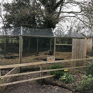 Bush dog enclosure 170219