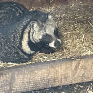 African civet 170219