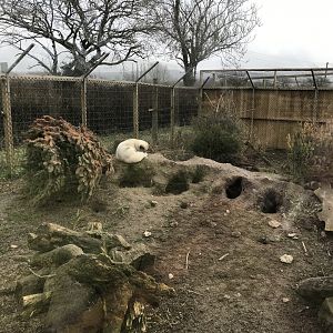 Arctic fox enclosure 170219