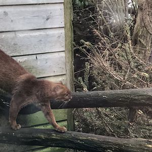 Jaguarundi 170219