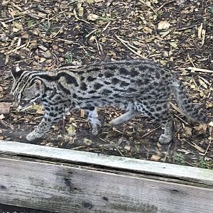 Indochinese leopard cat 170219