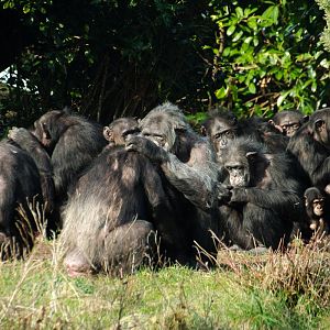 Chimps