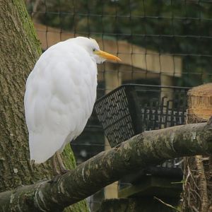 Cattle egret 170219