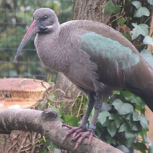 Hadada ibis 170219