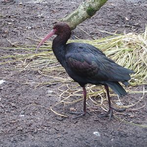 Puna ibis 170219