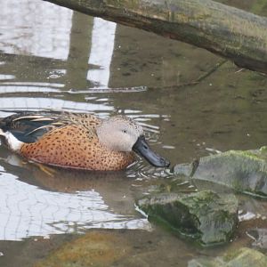Red shoveler 170219