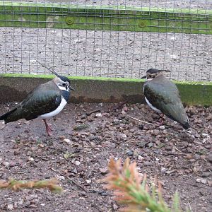 Northern lapwings 170219