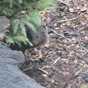 Egyptian mongoose 170219