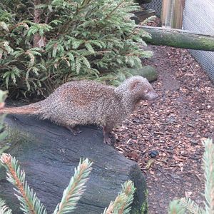 Egyptian mongoose 170219