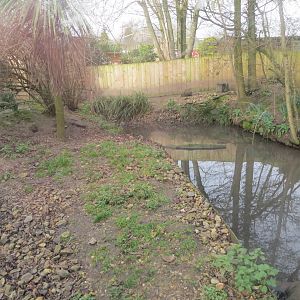 Asian small-clawed otter enclosure 170219