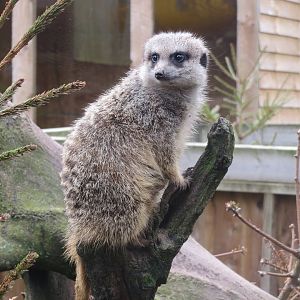 Meerkat 170219