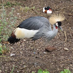 Grey-crowned crane 170219