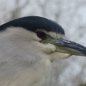 Black-crowned night heron 170219