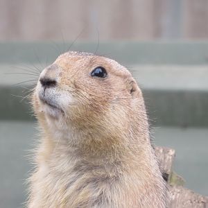 Black-tailed prairie dog 170219