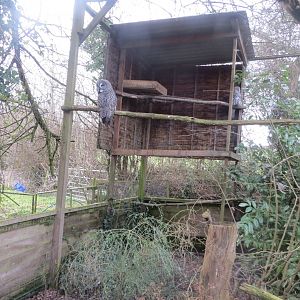 Great grey owl aviary 170219