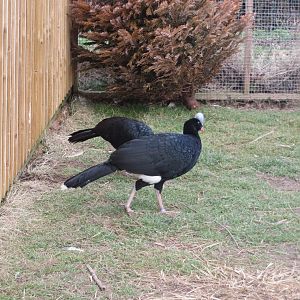 Helmeted curassows 170219
