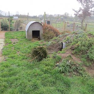 Azara's agouti enclosure 170219
